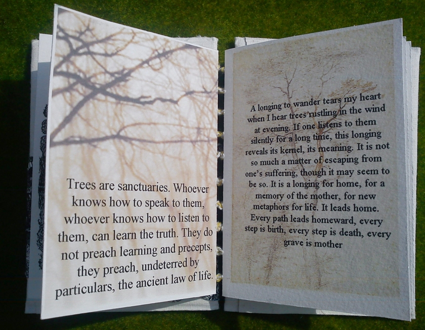 trees book Anne Corr
